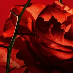 Cacharel Eau De Toilette|Parfumer Til Hende<Amor Amor Eau de Toilette