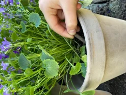 ECOstyle Blomster gødningspinde< Havetilbehør