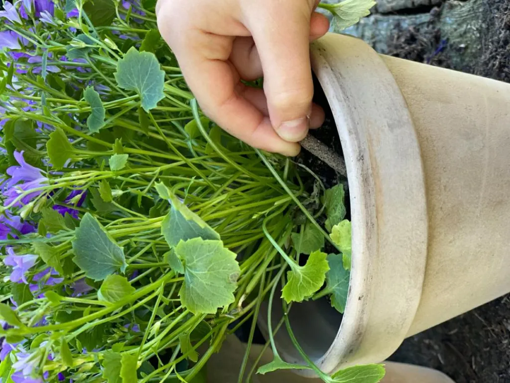 ECOstyle Blomster gødningspinde< Havetilbehør