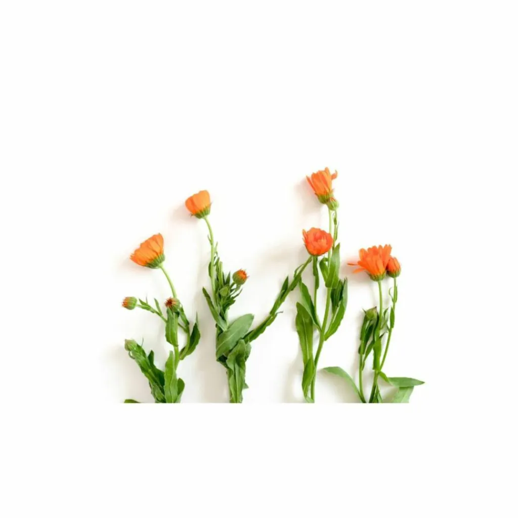 Less Is More Herbal Tonic< Specialkure|Hovedbundspleje