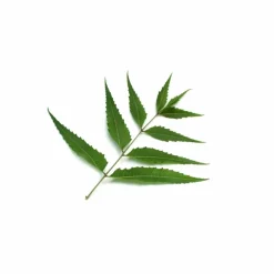 Less Is More Herbal Tonic< Specialkure|Hovedbundspleje