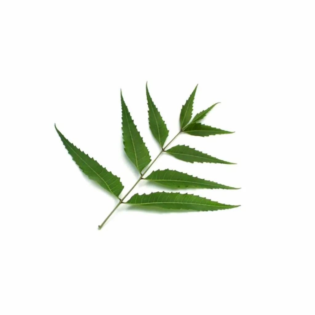 Less Is More Herbal Tonic< Specialkure|Hovedbundspleje